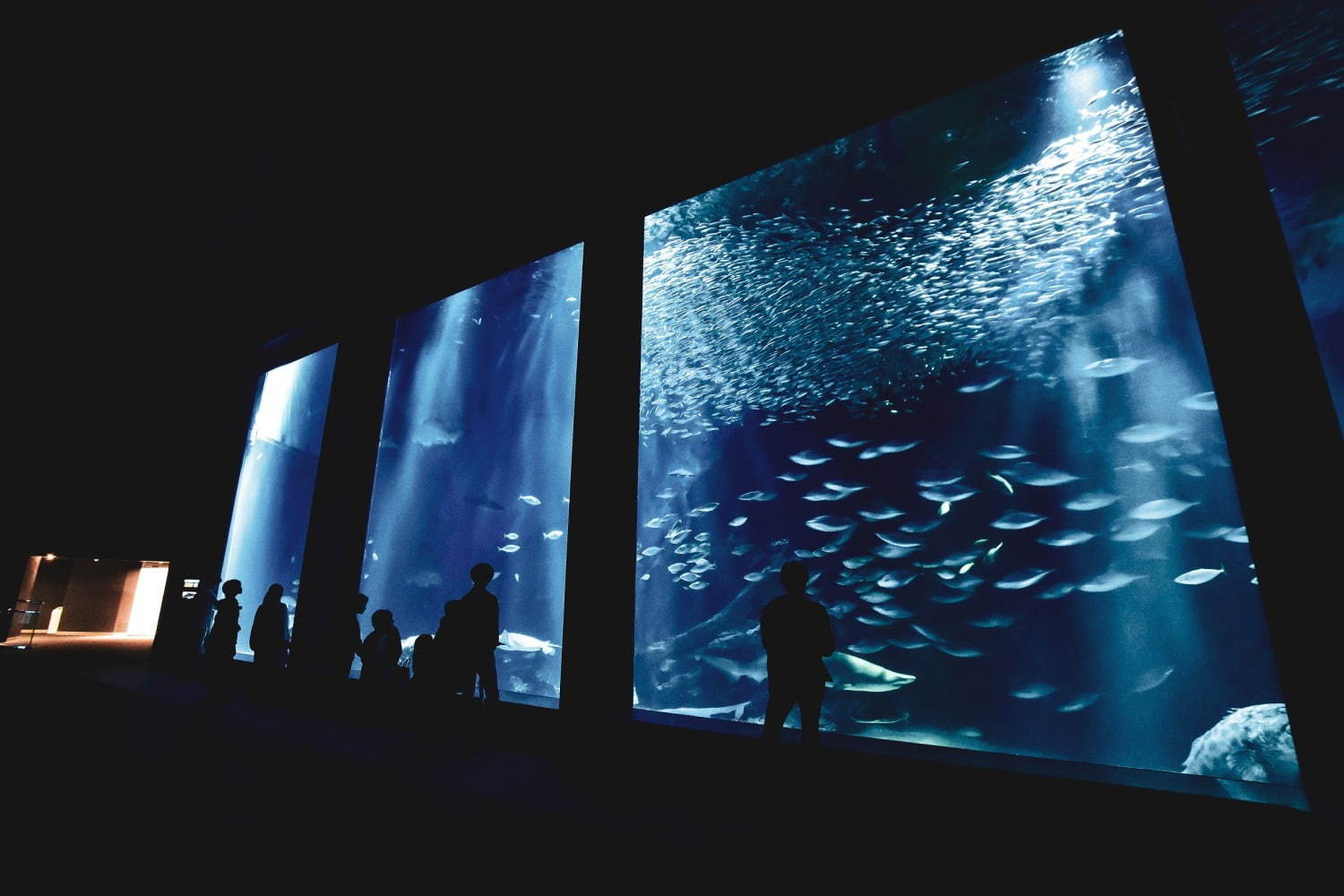 福岡マリンワールド海の中道「夜のすいぞくかん」夜景×イルカショーなど、九州の祭りを楽しむ夏イベントも | 写真