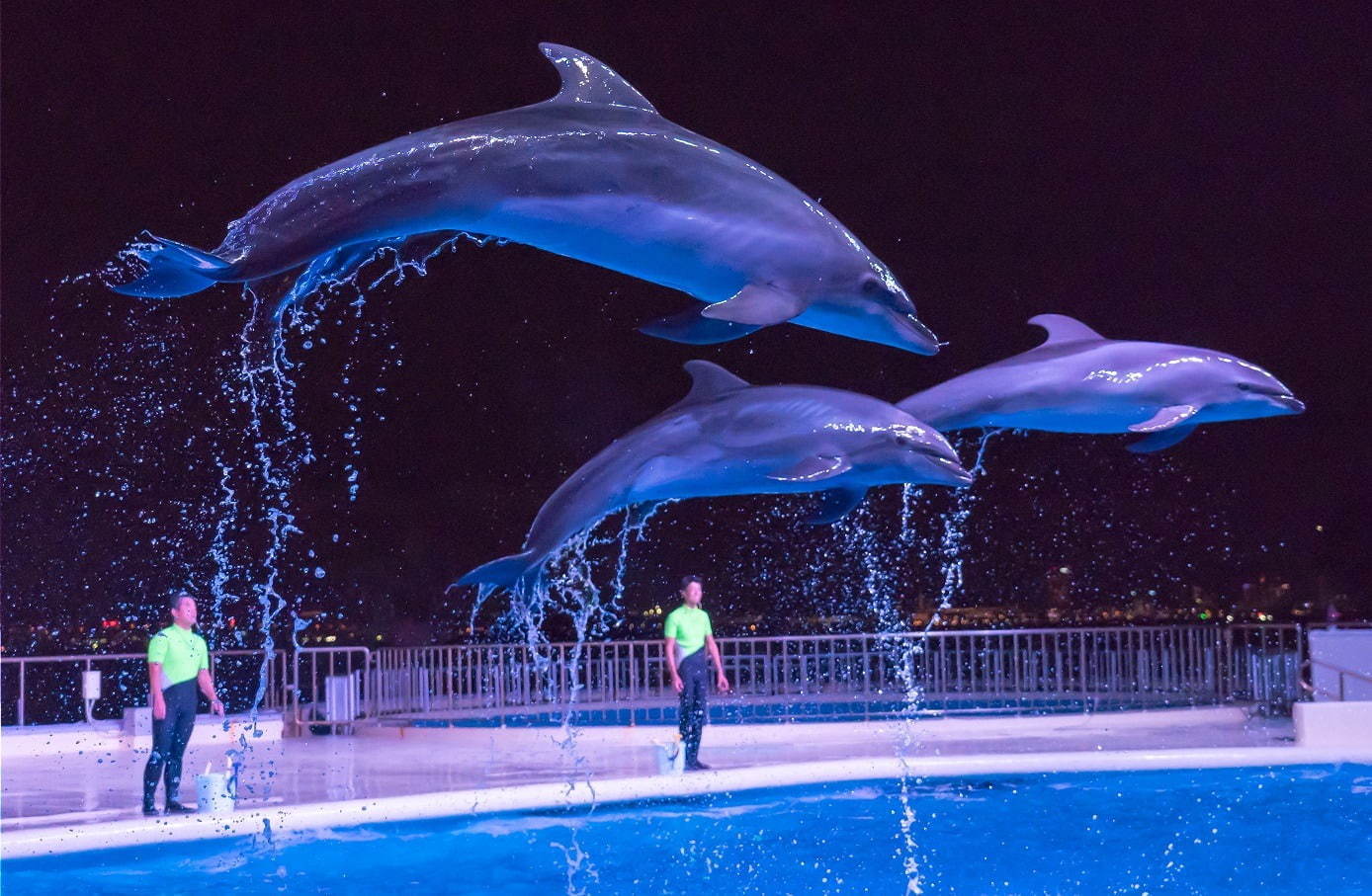 福岡マリンワールド海の中道「夜のすいぞくかん」夜景×イルカショーなど、九州の祭りを楽しむ夏イベントも | 写真