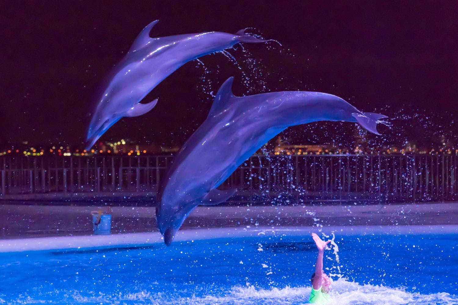 福岡マリンワールド海の中道「夜のすいぞくかん」夜景×イルカショーなど、九州の祭りを楽しむ夏イベントも｜写真1