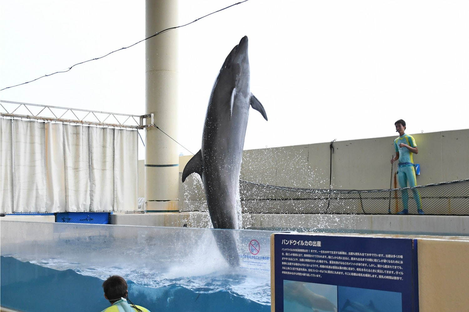 新江ノ島水族館「えのすいワンダーアクアリウム 2019」彩りの秋＆ハロウィンを海の生き物×光で表現｜写真10