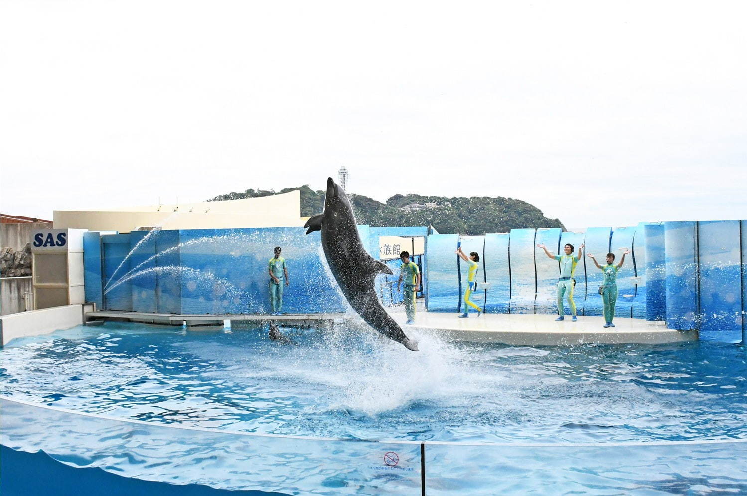 新江ノ島水族館「えのすいワンダーアクアリウム 2019」彩りの秋＆ハロウィンを海の生き物×光で表現｜写真9