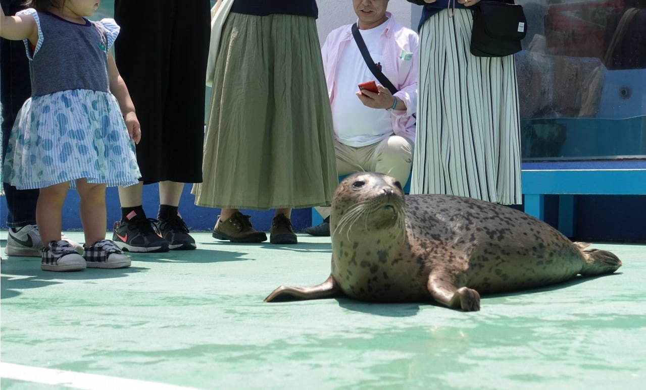 伊勢シーパラダイス“距離感ゼロ”のふれあい夏イベント、アザラシのひざ枕＆抱きつき体験｜写真2