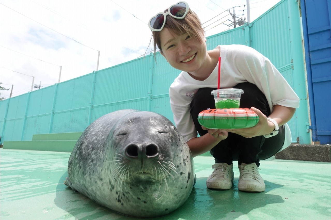 伊勢シーパラダイス“距離感ゼロ”のふれあい夏イベント、アザラシのひざ枕＆抱きつき体験｜写真8