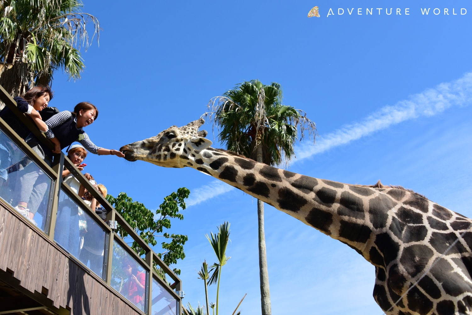 白浜「アドベンチャーワールド」7頭のパンダ家族がいる動物園や水族館、和歌山旅行に必見のアクセス方法も｜写真24