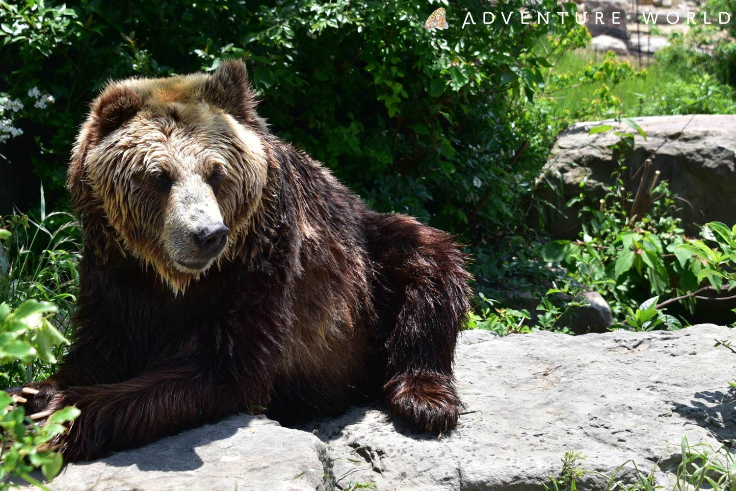 白浜「アドベンチャーワールド」7頭のパンダ家族がいる動物園や水族館、和歌山旅行に必見のアクセス方法も | 写真