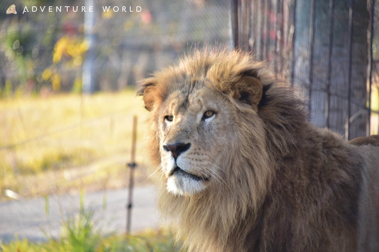 白浜「アドベンチャーワールド」7頭のパンダ家族がいる動物園や水族館、和歌山旅行に必見のアクセス方法も｜写真21