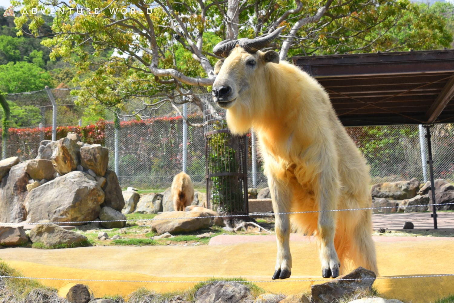 白浜「アドベンチャーワールド」7頭のパンダ家族がいる動物園や水族館、和歌山旅行に必見のアクセス方法も｜写真20