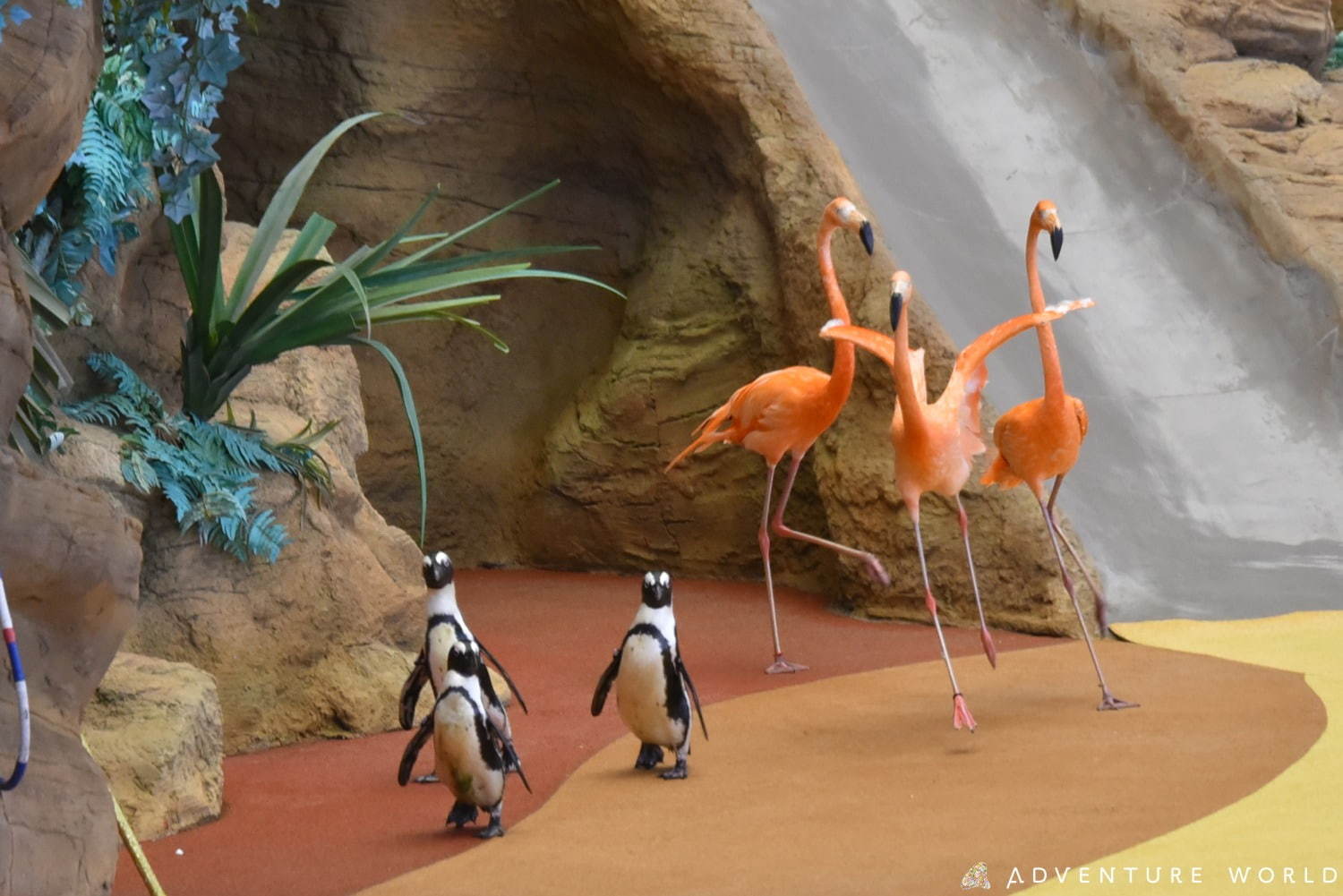 白浜「アドベンチャーワールド」7頭のパンダ家族がいる動物園や水族館、和歌山旅行に必見のアクセス方法も｜写真17