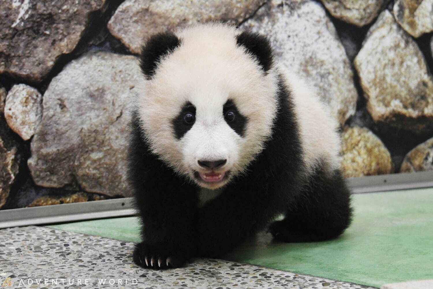 白浜「アドベンチャーワールド」7頭のパンダ家族がいる動物園や水族館、和歌山旅行に必見のアクセス方法も｜写真2