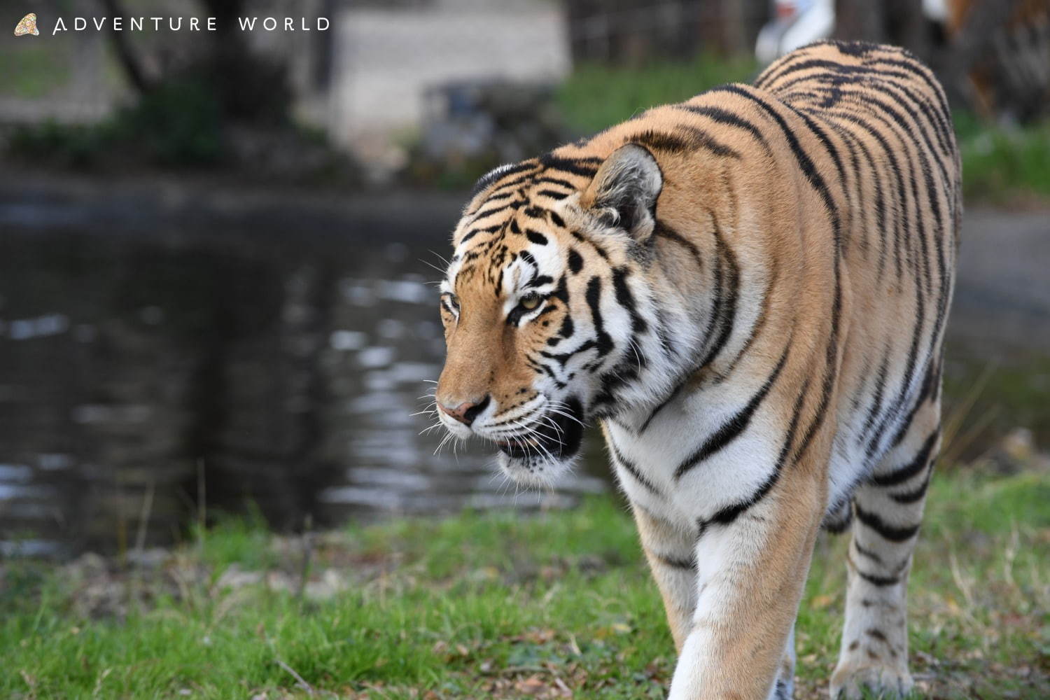 白浜「アドベンチャーワールド」7頭のパンダ家族がいる動物園や水族館、和歌山旅行に必見のアクセス方法も | 写真