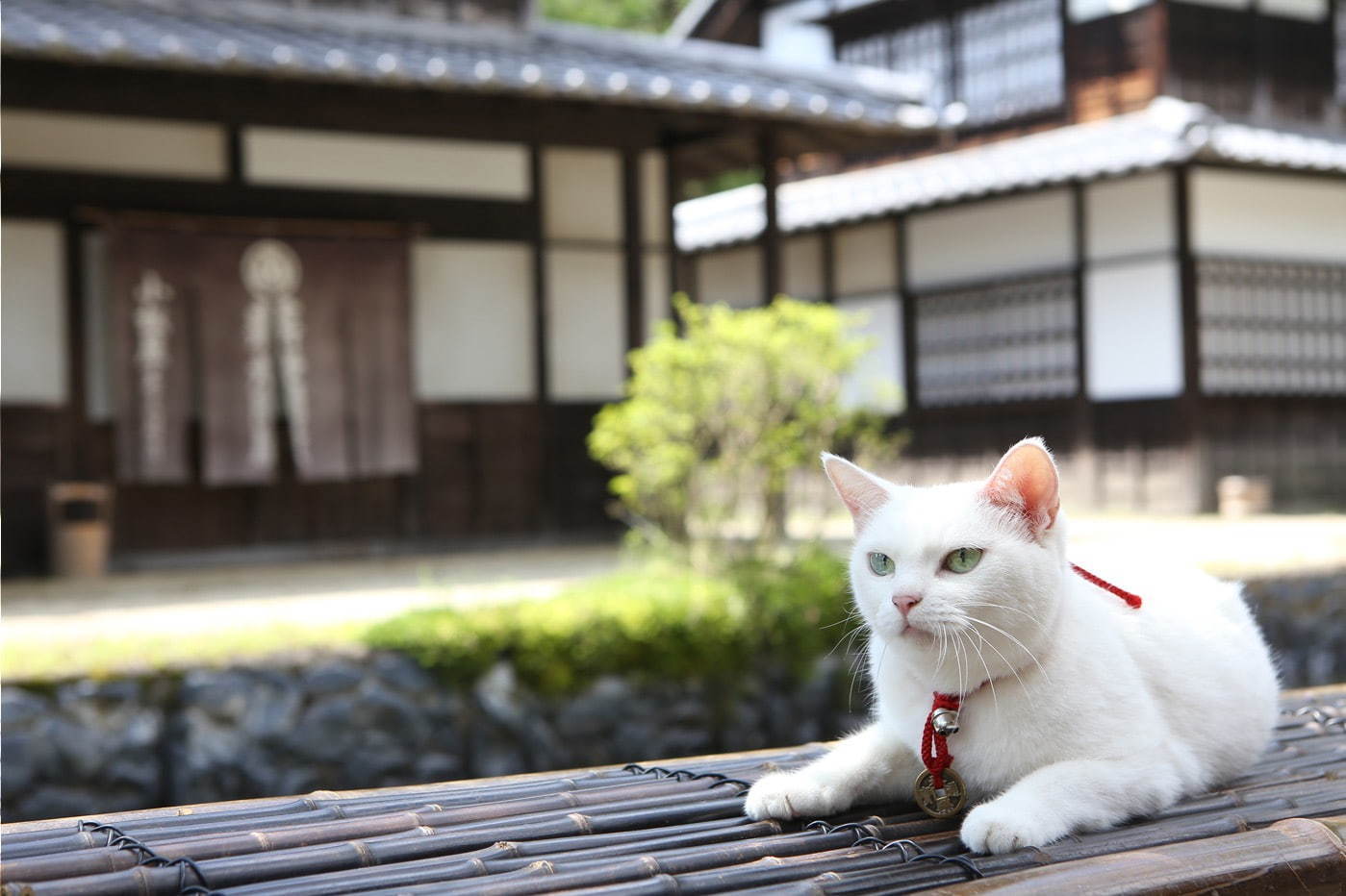 「吉祥寺ねこ祭り2019」吉祥寺で - “愛猫家”による初の音楽イベントや謎解き×街歩き企画も｜写真26