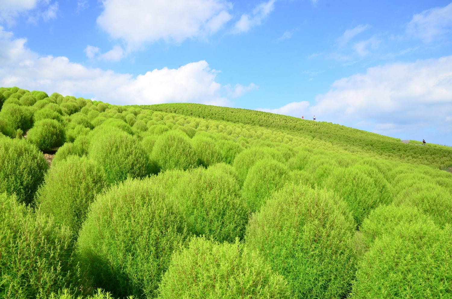 茨城・国営ひたち海浜公園、秋の絶景「コキア」約3万2千本が真っ赤に染まる秋の紅葉｜写真7