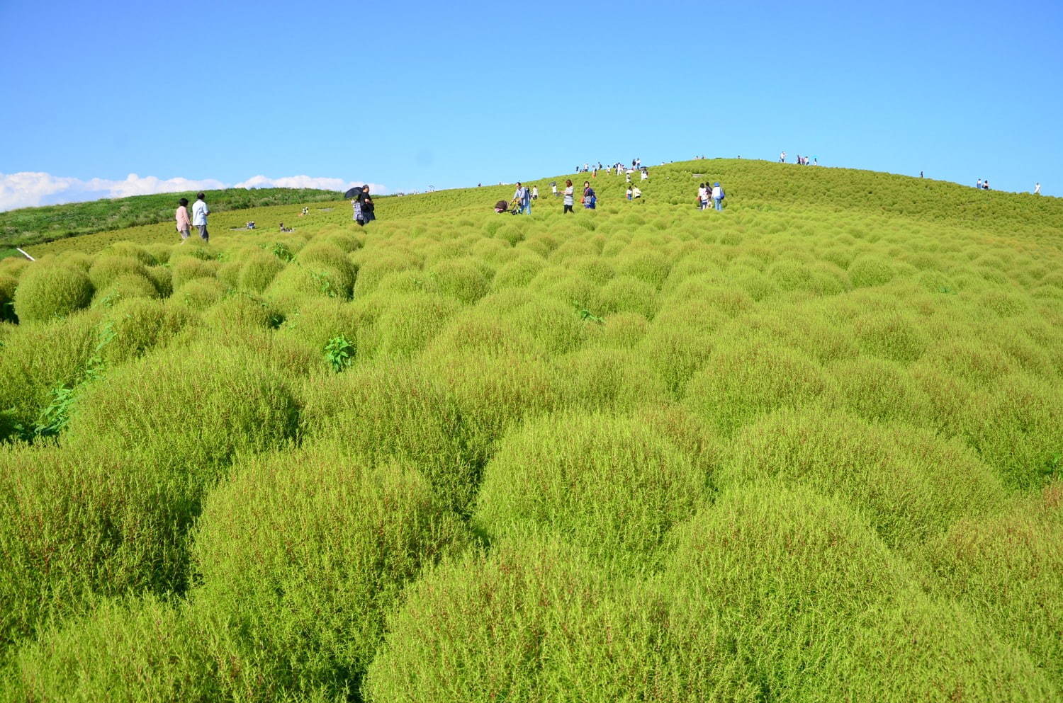 茨城・国営ひたち海浜公園、秋の絶景「コキア」約3万2千本が真っ赤に染まる秋の紅葉｜写真11