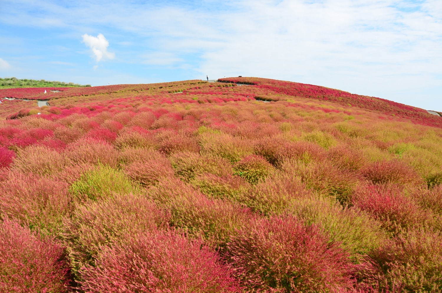 茨城・国営ひたち海浜公園、秋の絶景「コキア」約3万2千本が真っ赤に染まる秋の紅葉｜写真6