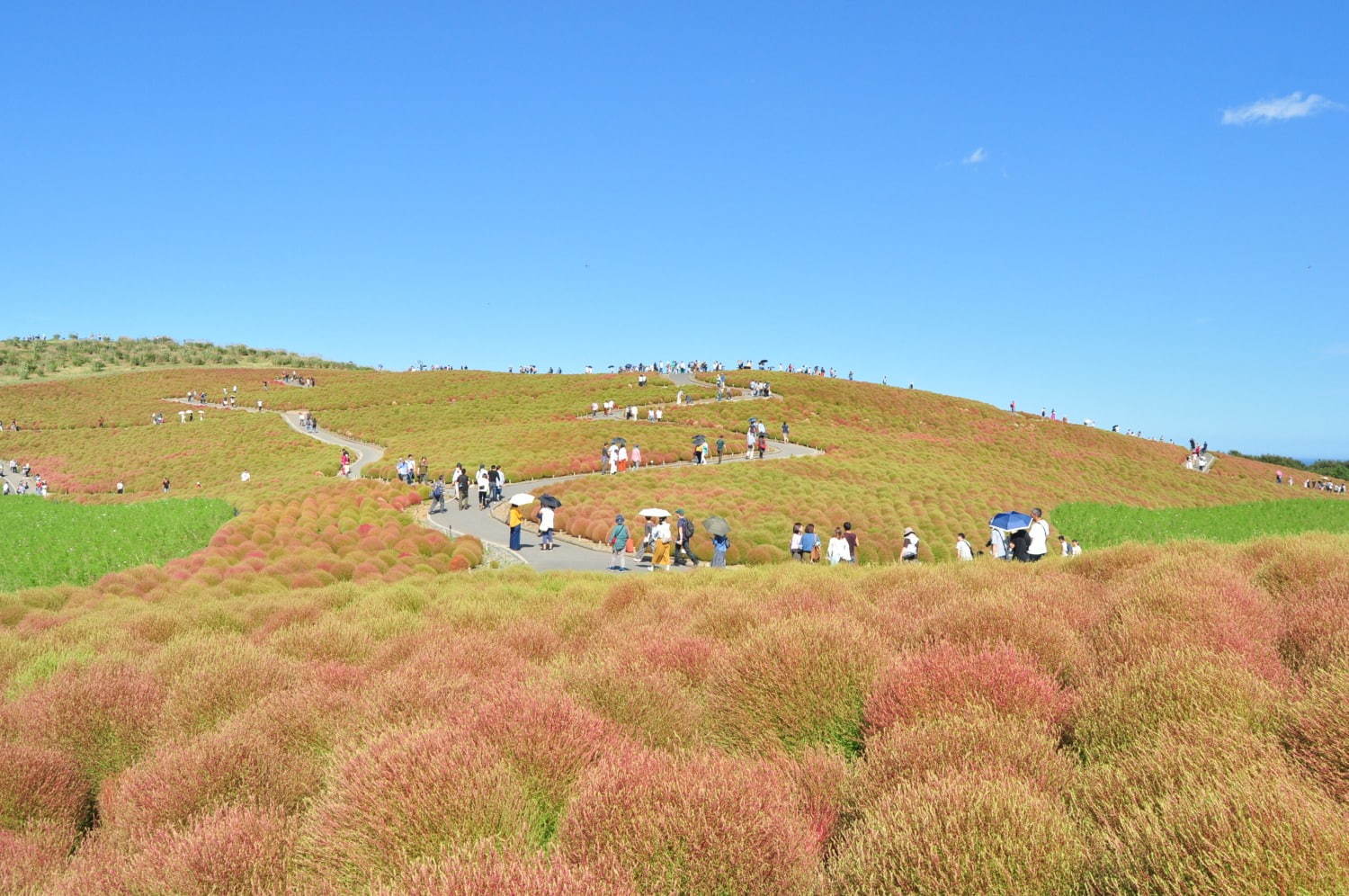 茨城・国営ひたち海浜公園、秋の絶景「コキア」約3万2千本が真っ赤に染まる秋の紅葉｜写真4