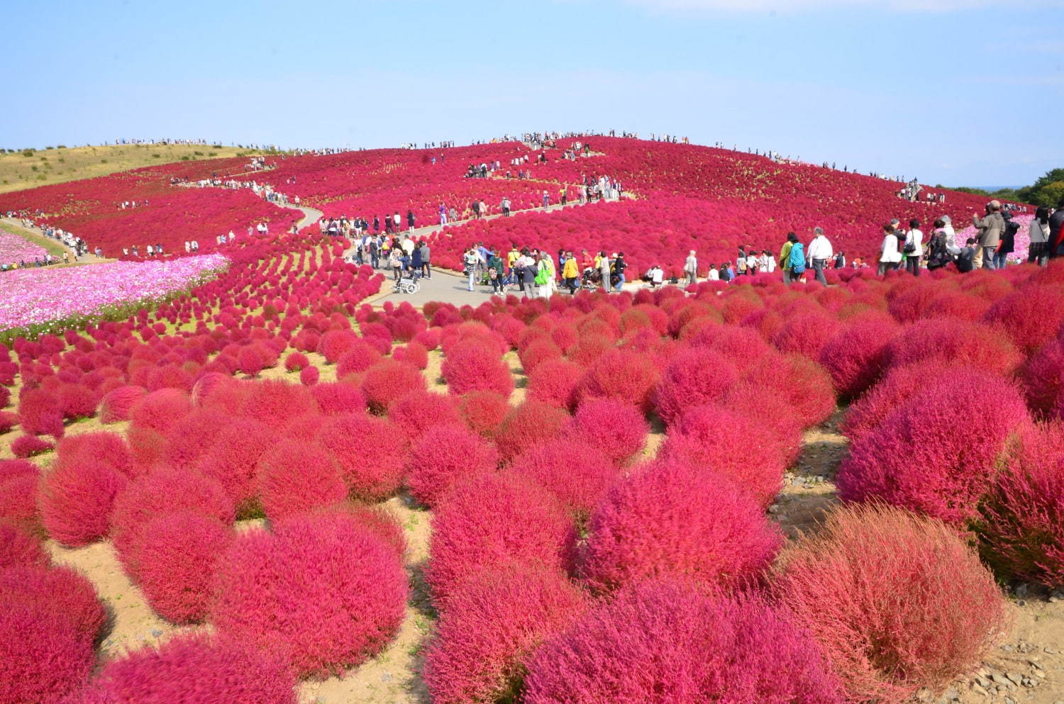 茨城・国営ひたち海浜公園、秋の絶景「コキア」約3万2千本が真っ赤に染まる秋の紅葉｜写真3