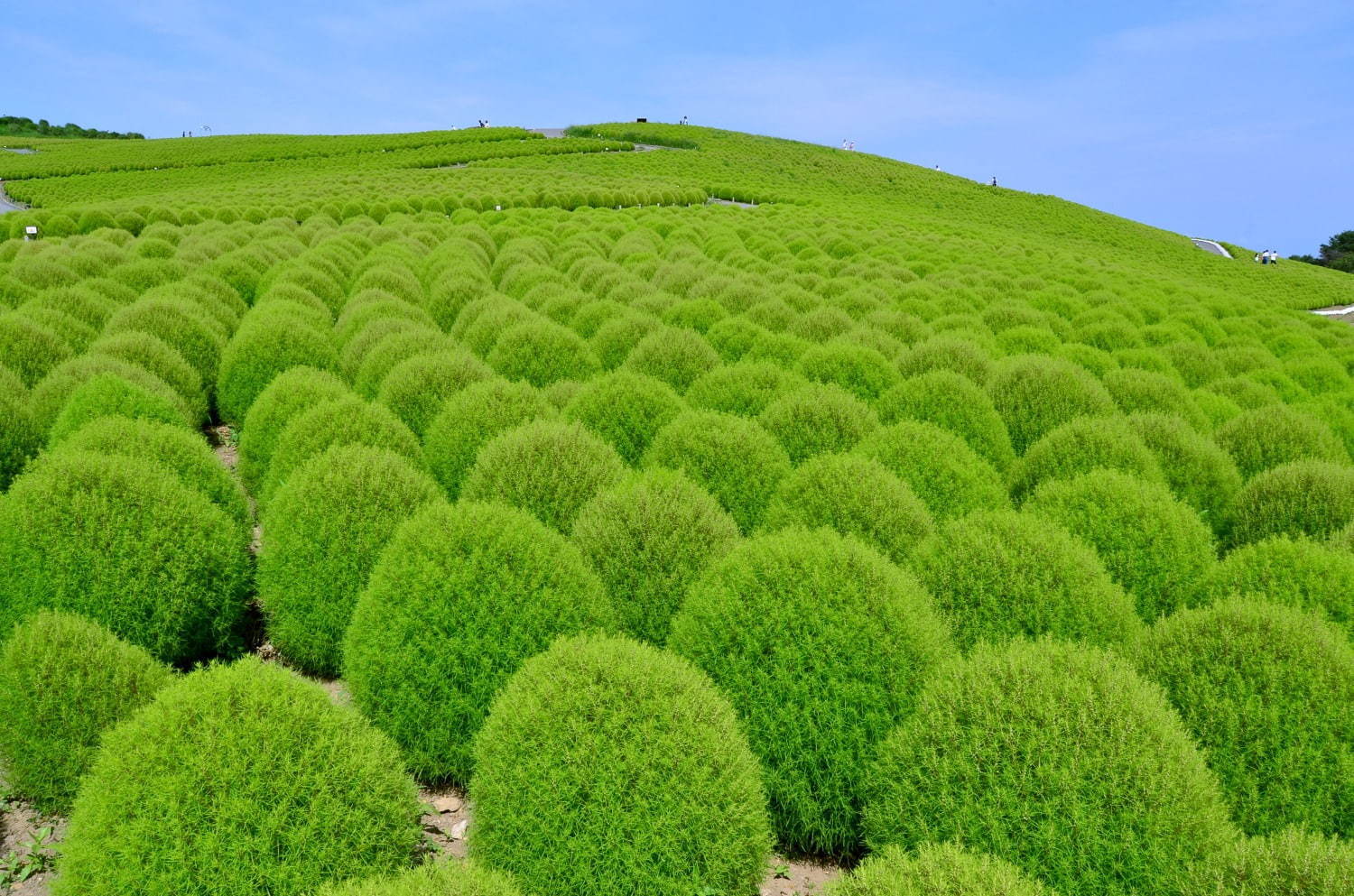 茨城・国営ひたち海浜公園、秋の絶景「コキア」約3万2千本が真っ赤に染まる秋の紅葉｜写真12