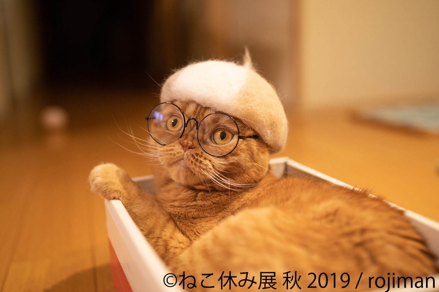 猫の合同写真展＆物販展「ねこ休み展 秋 2019」名古屋で、猫の抜け毛アートや新作ぬいぐるみ｜写真4