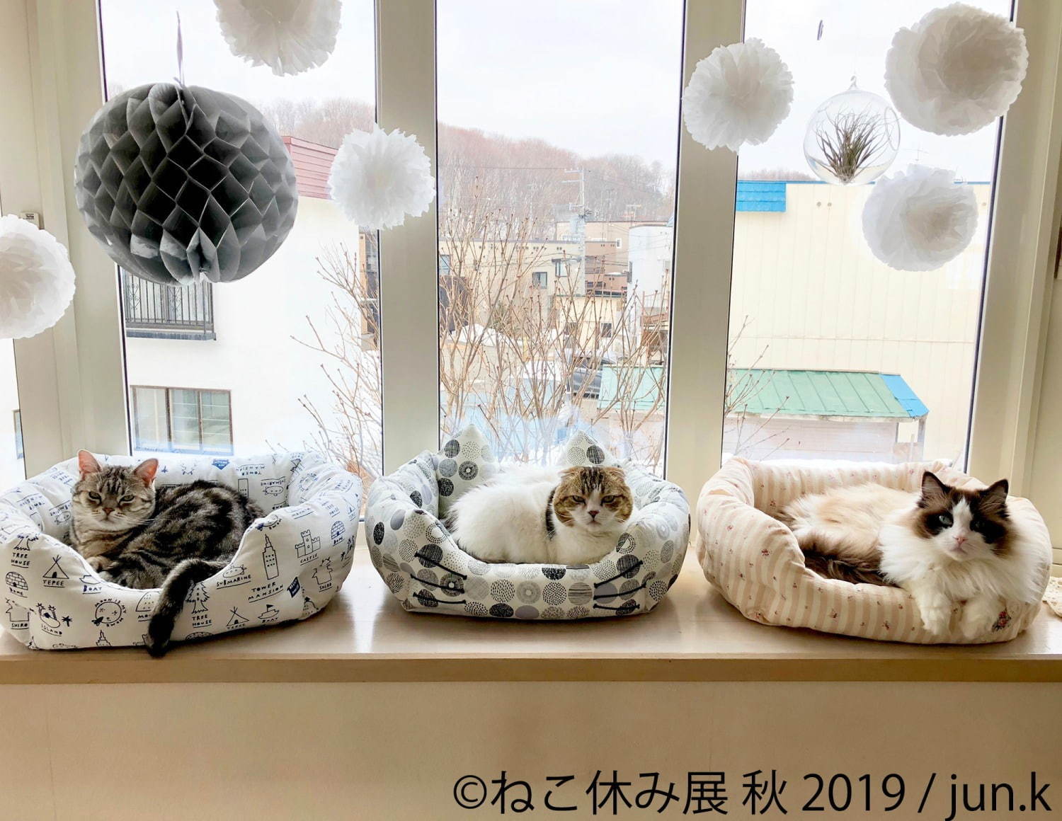 猫の合同写真展＆物販展「ねこ休み展 秋 2019」名古屋で、猫の抜け毛アートや新作ぬいぐるみ｜写真12