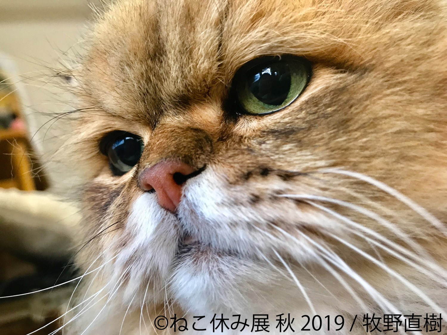 猫の合同写真展＆物販展「ねこ休み展 秋 2019」名古屋で、猫の抜け毛アートや新作ぬいぐるみ｜写真10