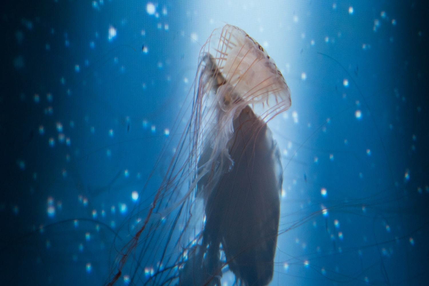 すみだ水族館「雪とクラゲ」美しい冬の都会にクラゲ浮かぶ幻想空間｜写真13