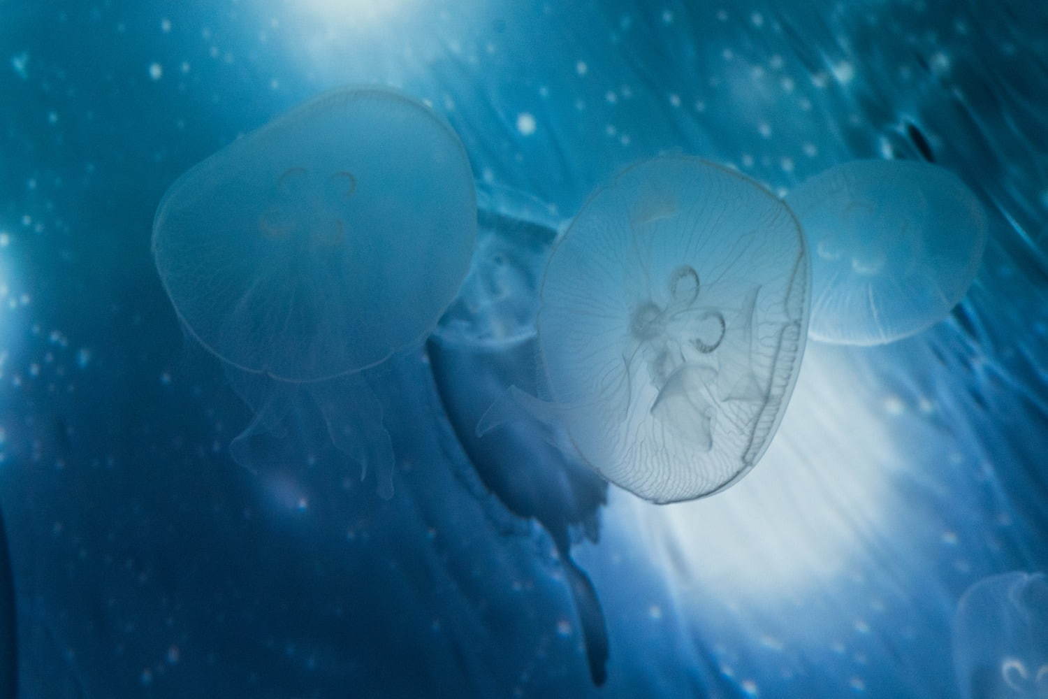 すみだ水族館「雪とクラゲ」美しい冬の都会にクラゲ浮かぶ幻想空間｜写真16