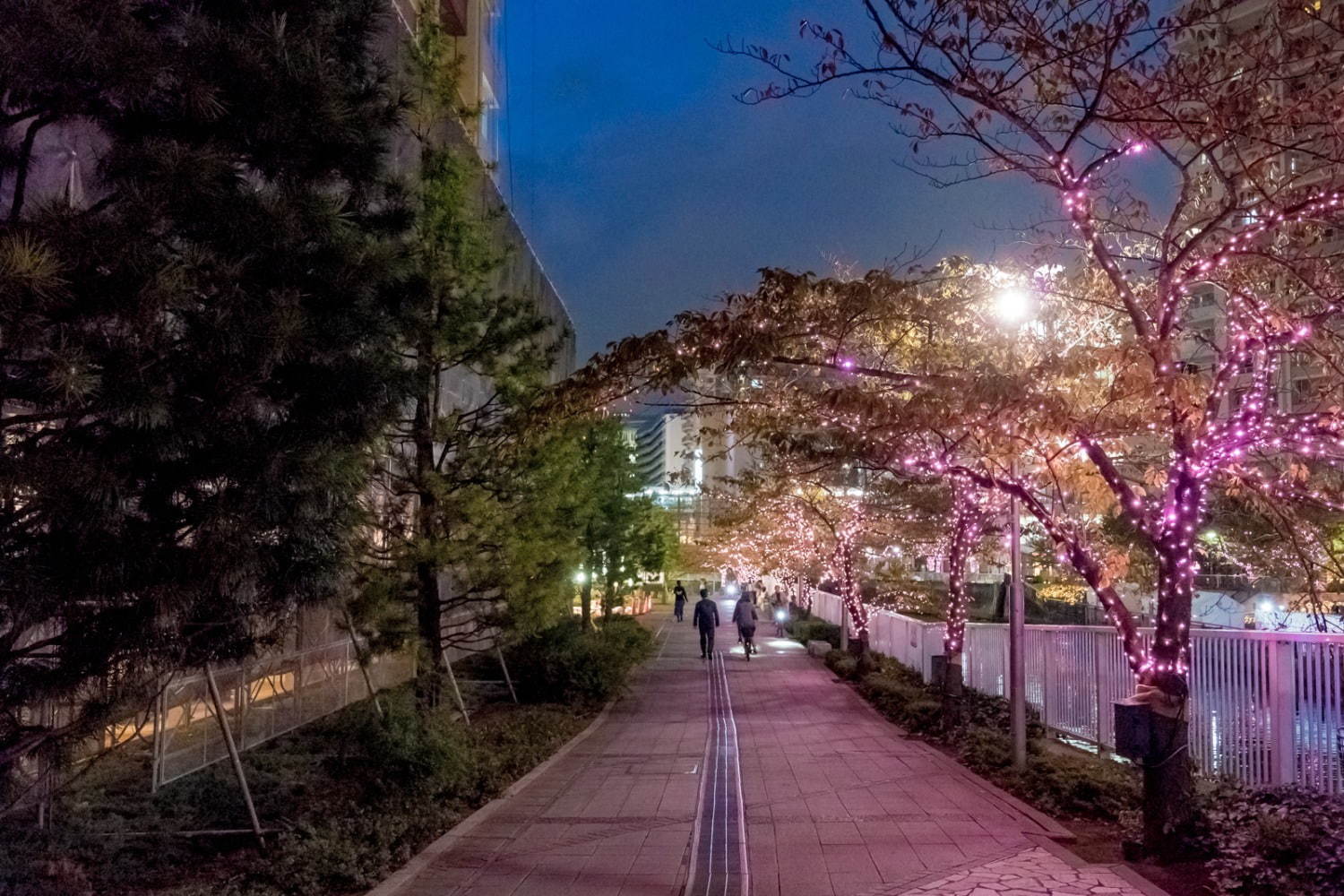 「目黒川みんなのイルミネーション2019」総延長約2.2km、41万個のLEDで楽しむ“冬の桜”｜写真3