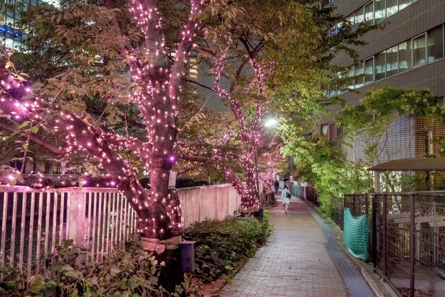 「目黒川みんなのイルミネーション2019」総延長約2.2km、41万個のLEDで楽しむ“冬の桜”｜写真14