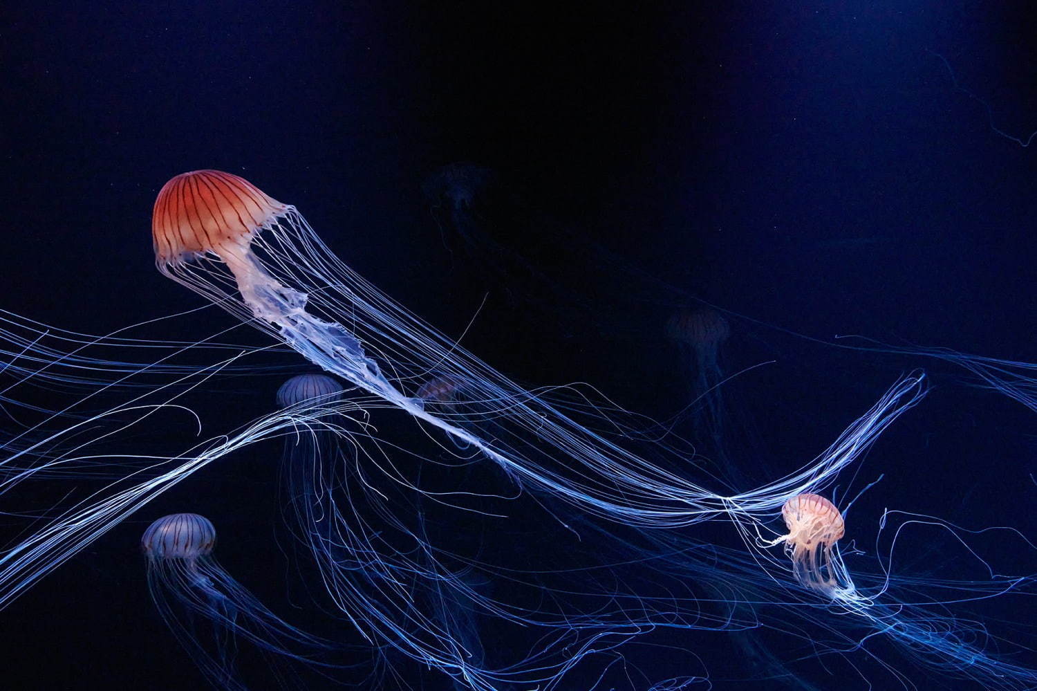 池袋サンシャイン水族館に新クラゲエリア「海月空感」横幅約14メートル、国内最大級のミズクラゲ水槽｜写真18