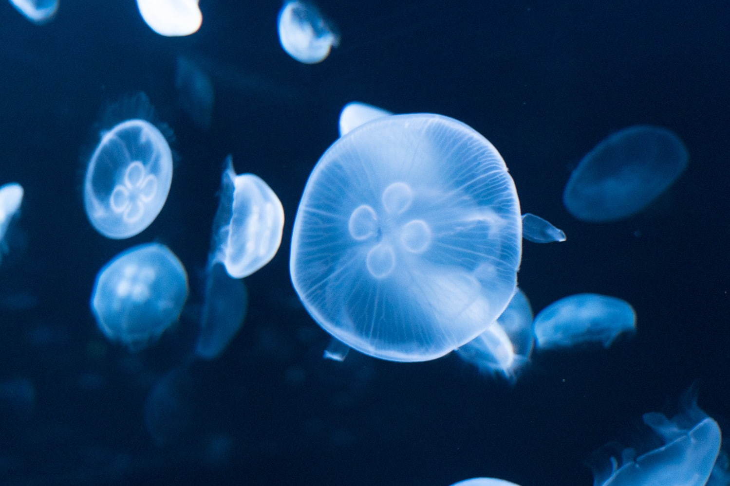 池袋サンシャイン水族館に新クラゲエリア「海月空感」横幅約14メートル、国内最大級のミズクラゲ水槽｜写真5