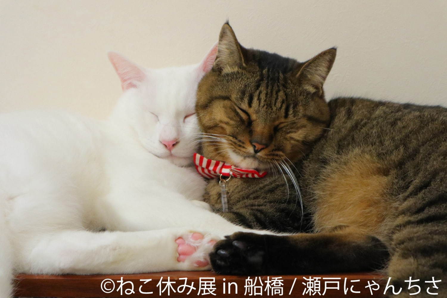 「ねこ休み展 in 船橋」猫の彫刻やぬいぐるみなど作品展示400点以上、物販2,000点以上が集結｜写真14