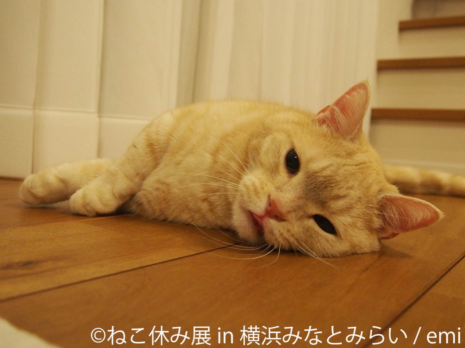 「ねこ休み展 in 横浜みなとみらい」冬らしい“癒し”のねこ写真展示＆限定グッズも｜写真15