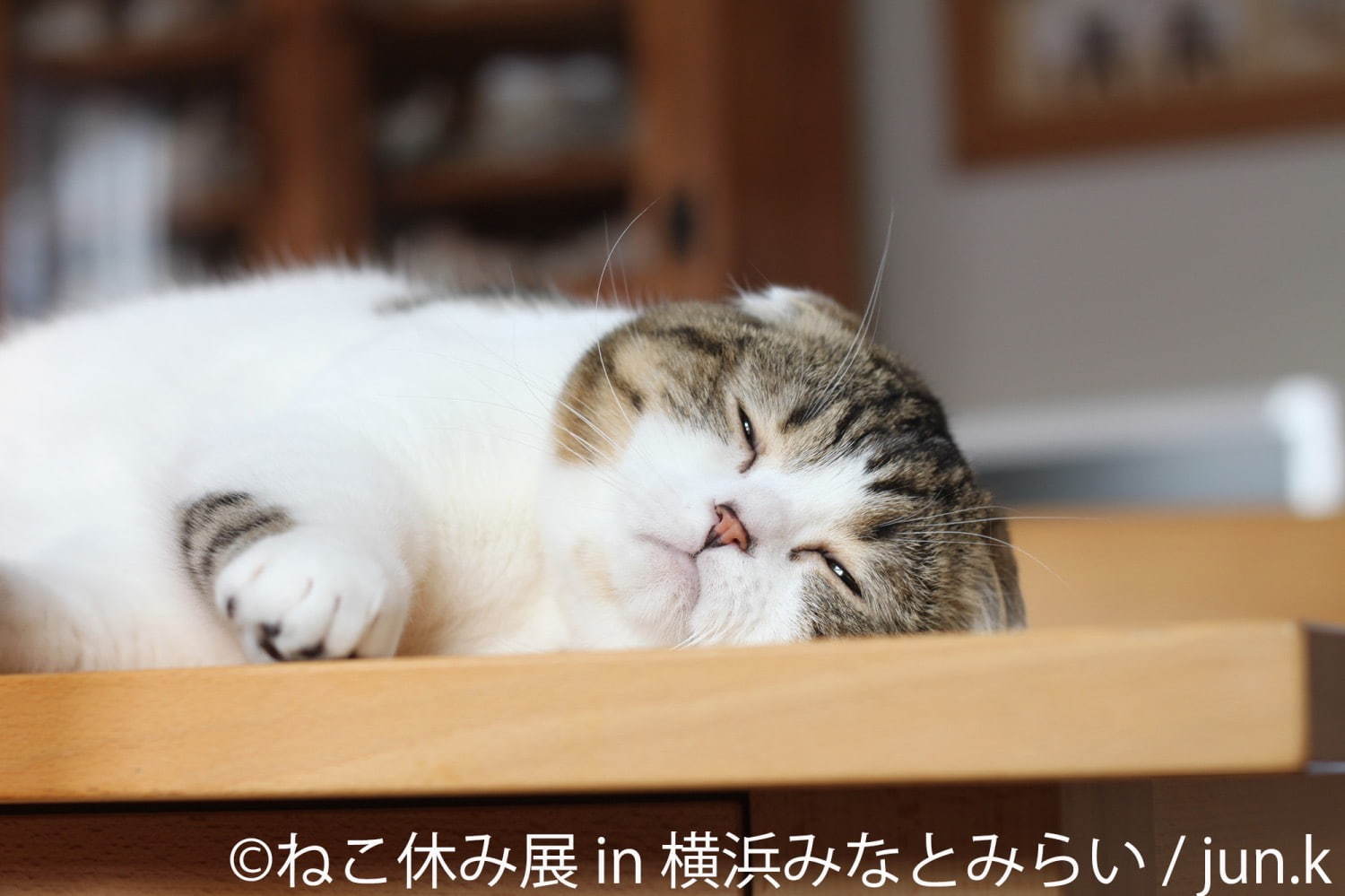 「ねこ休み展 in 横浜みなとみらい」冬らしい“癒し”のねこ写真展示＆限定グッズも｜写真1