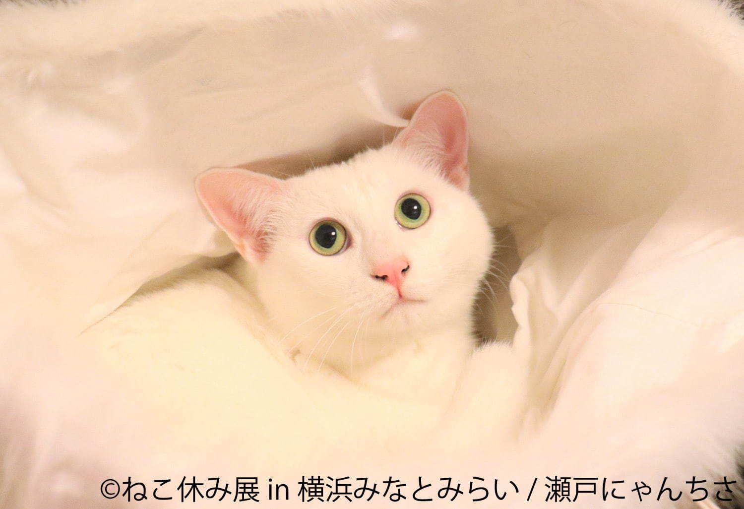 「ねこ休み展 in 横浜みなとみらい」冬らしい“癒し”のねこ写真展示＆限定グッズも｜写真86