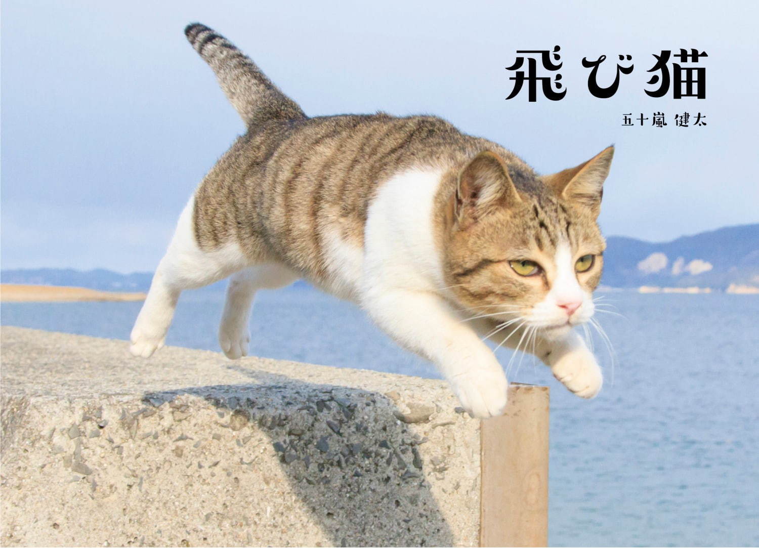 「飛び猫写真展」広島・宮城・秋田で、ネコの“ジャンプ姿”を捉えた作品展示＆グッズ販売も｜写真1