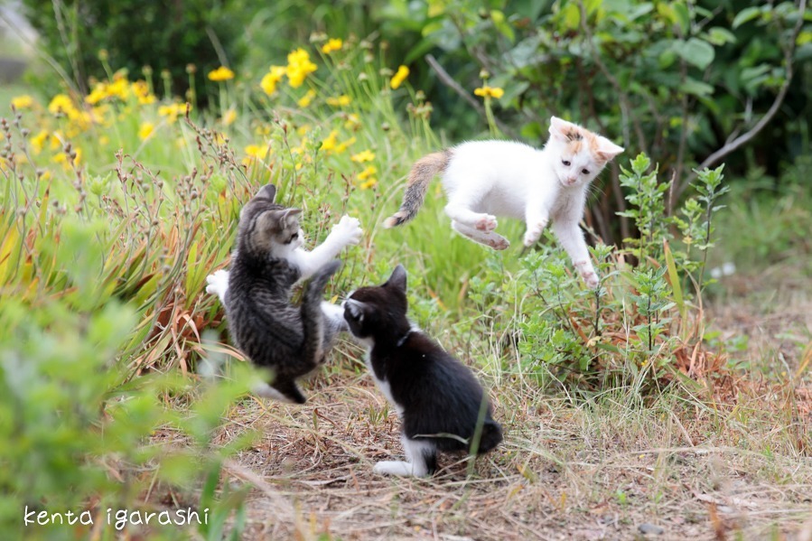 「飛び猫写真展」広島・宮城・秋田で、ネコの“ジャンプ姿”を捉えた作品展示＆グッズ販売も｜写真9