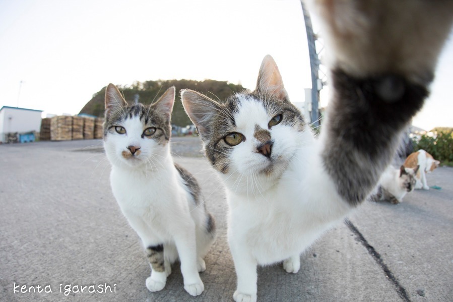 「飛び猫写真展」広島・宮城・秋田で、ネコの“ジャンプ姿”を捉えた作品展示＆グッズ販売も｜写真4