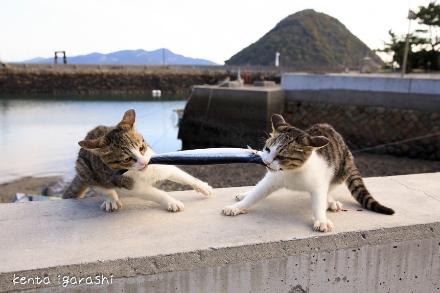 「飛び猫写真展」広島・宮城・秋田で、ネコの“ジャンプ姿”を捉えた作品展示＆グッズ販売も｜写真2