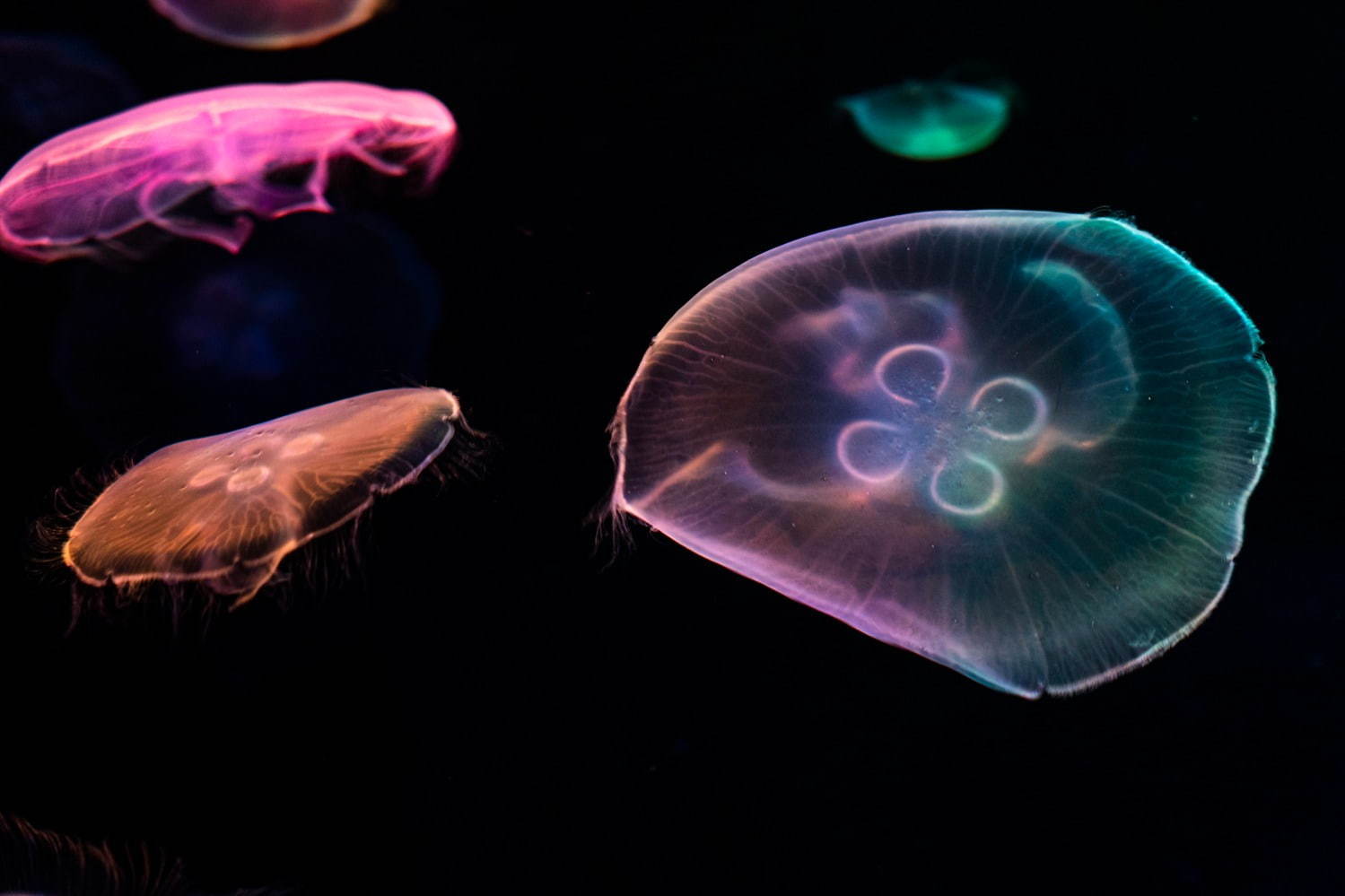 「すみだ水族館」初の大規模リニューアル、約500匹のクラゲを“のぞき込む”長径7mの大水槽が誕生｜写真2