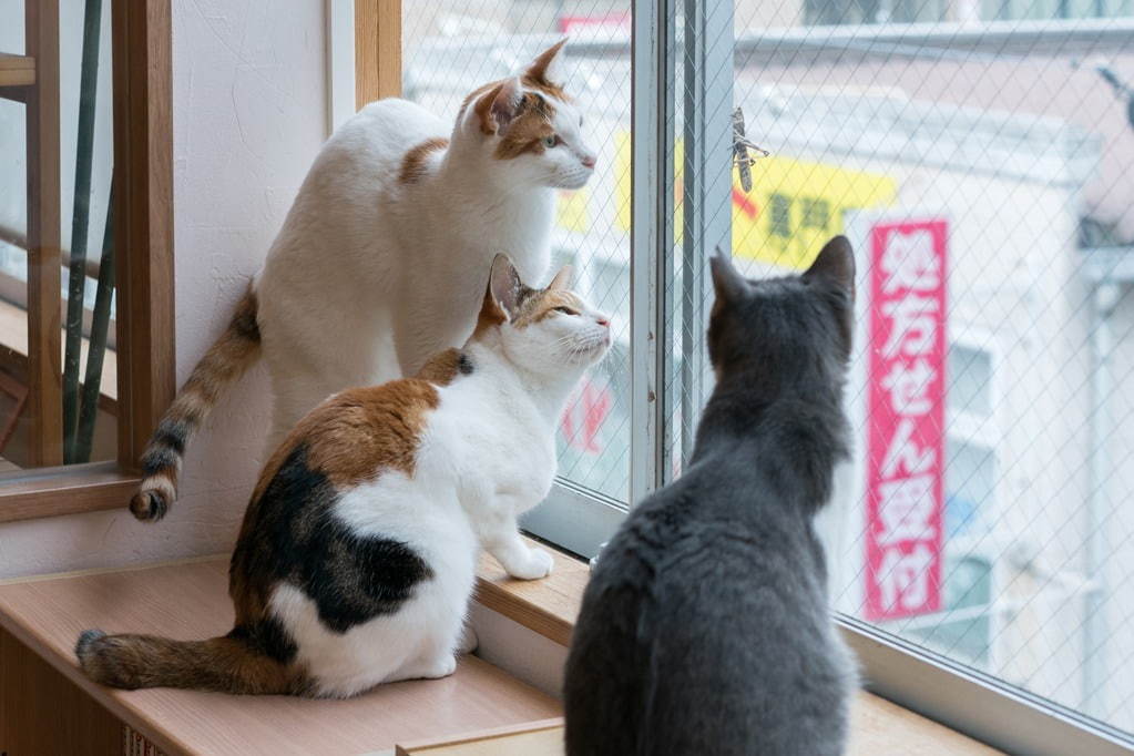 「にゃんぱく～ねこの万博～」約330点の愛猫写真＆動画展示、猫本専門店など御茶ノ水で｜写真10