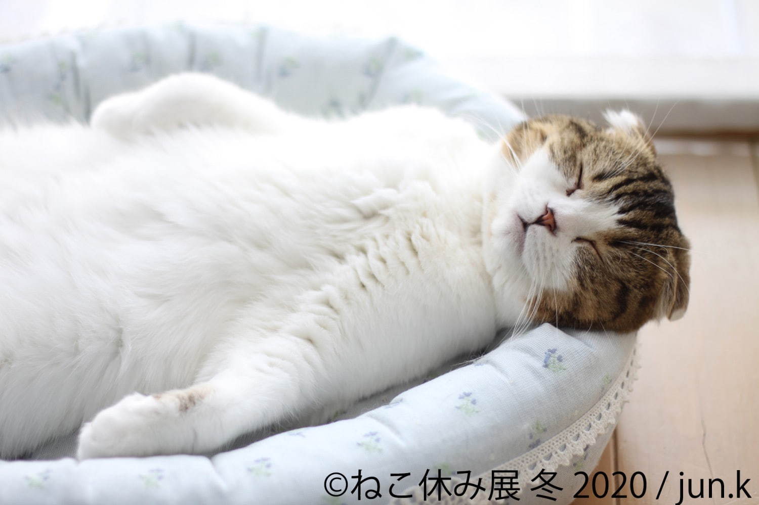 過去最大級の「ねこ休み展」東京で、癒しの“ねこ”写真など新作展示＆限定グッズを販売｜写真3