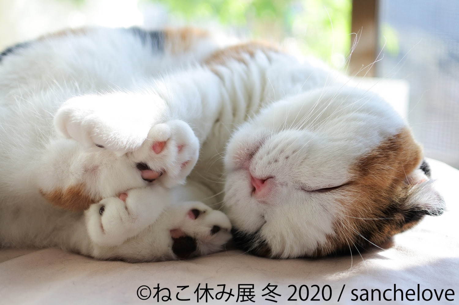 過去最大級の「ねこ休み展」東京で、癒しの“ねこ”写真など新作展示＆限定グッズを販売｜写真1