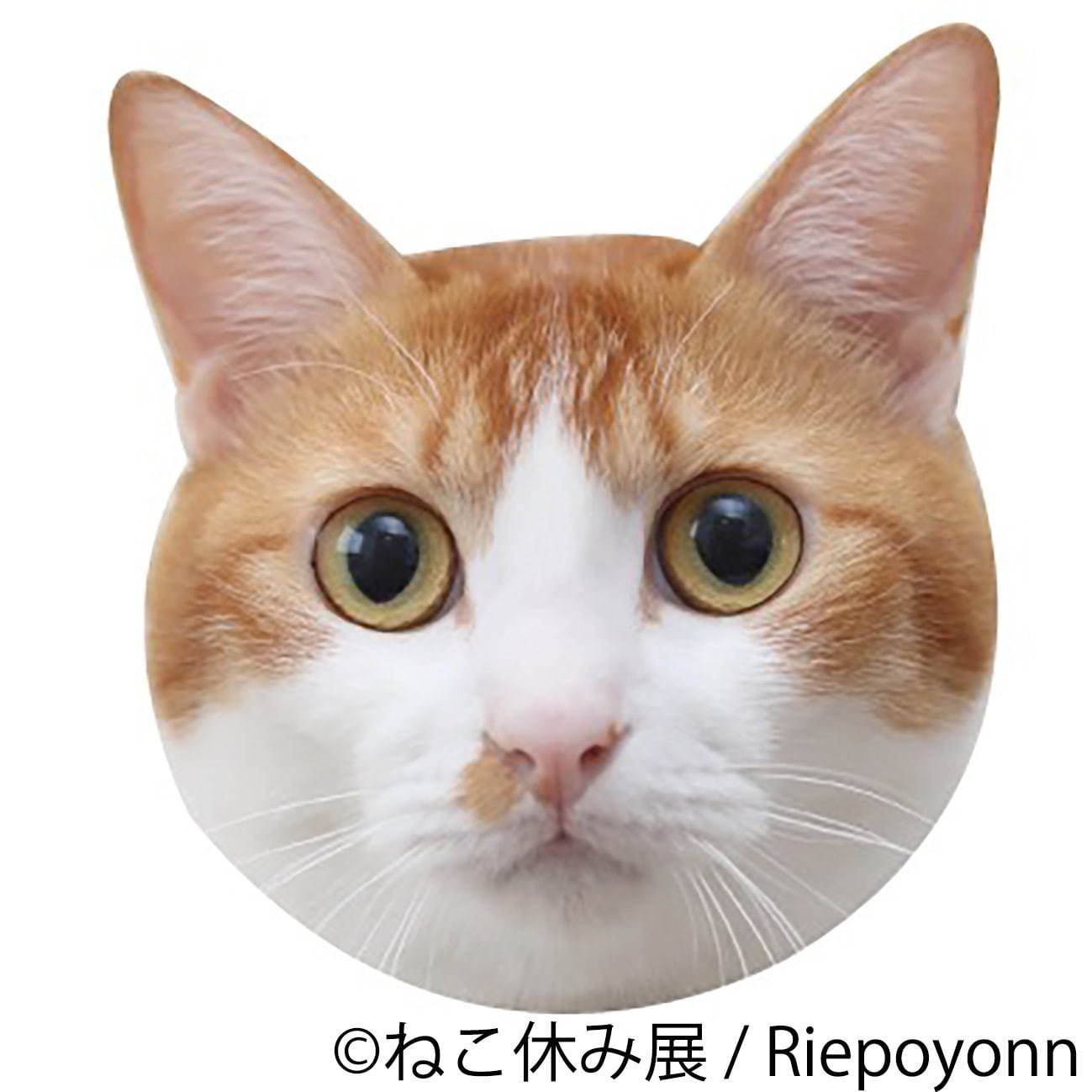 過去最大級の「ねこ休み展」東京で、癒しの“ねこ”写真など新作展示＆限定グッズを販売｜写真46