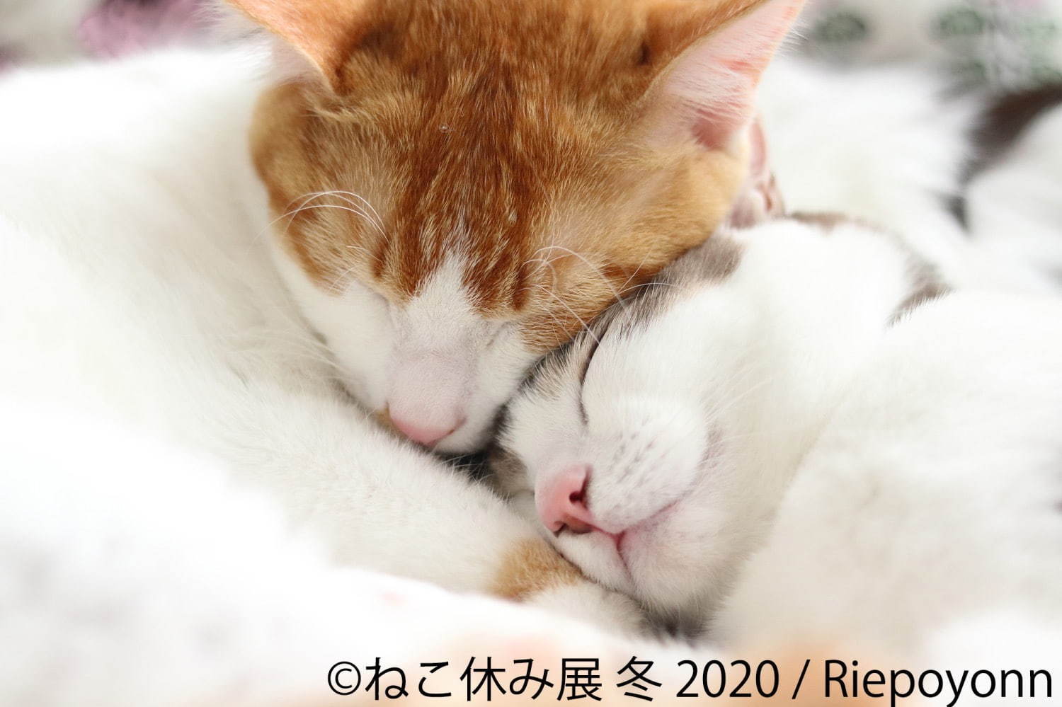 過去最大級の「ねこ休み展」東京で、癒しの“ねこ”写真など新作展示＆限定グッズを販売｜写真4