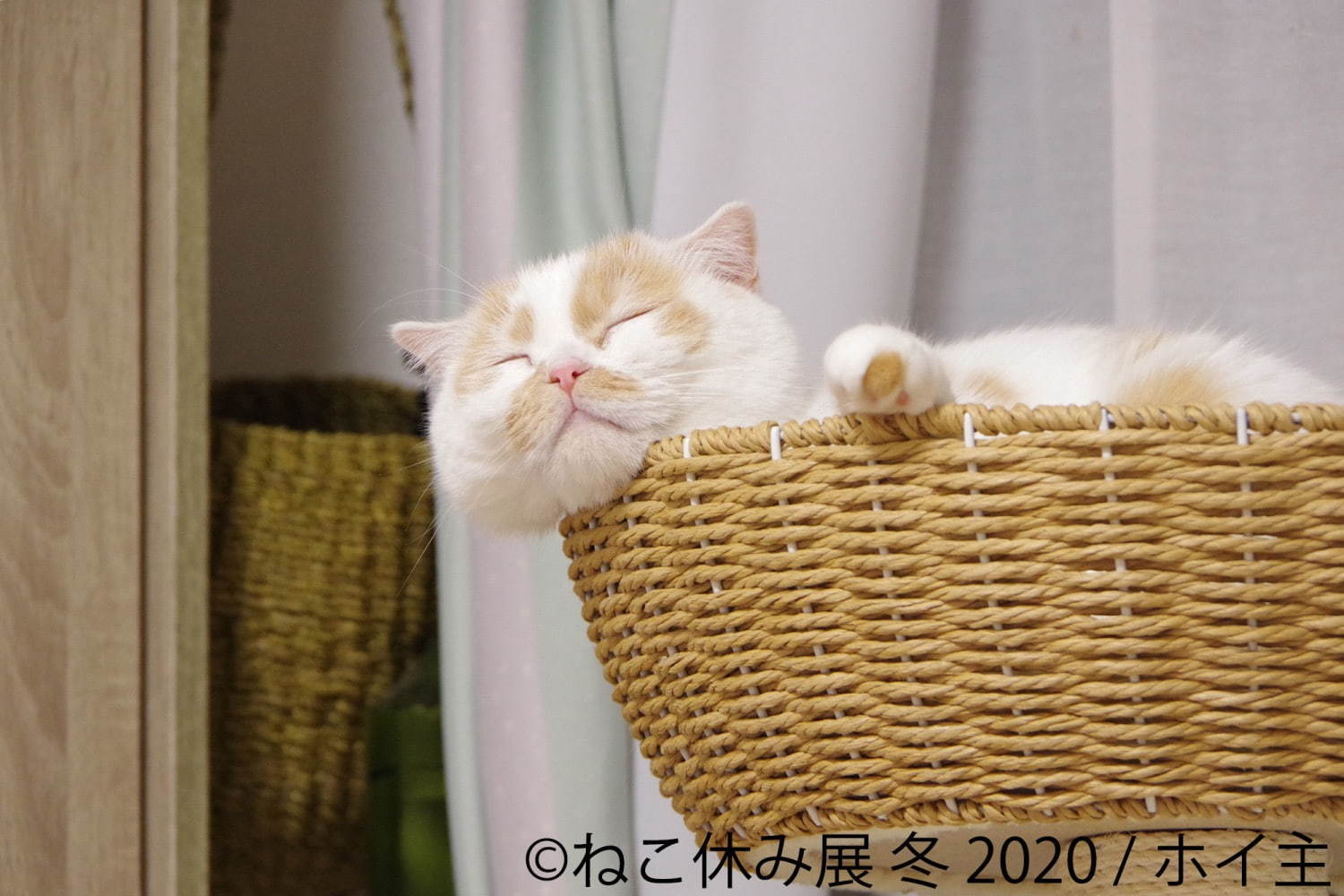 過去最大級の「ねこ休み展」東京で、癒しの“ねこ”写真など新作展示＆限定グッズを販売｜写真8