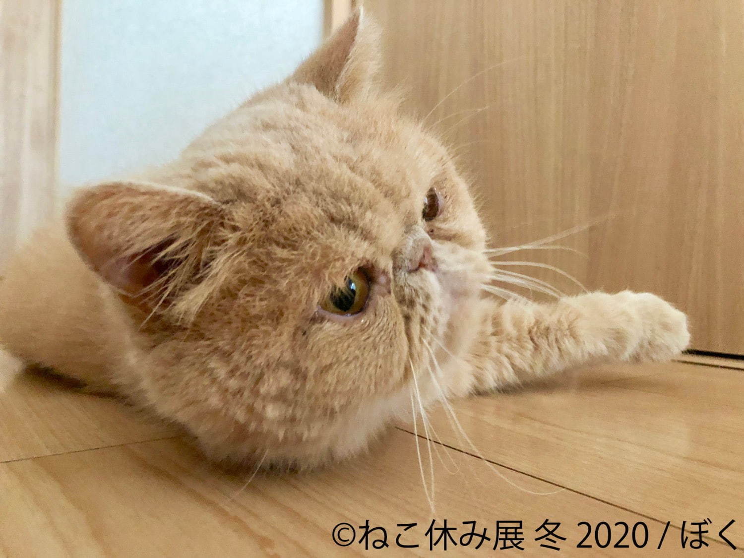 過去最大級の「ねこ休み展」東京で、癒しの“ねこ”写真など新作展示＆限定グッズを販売｜写真6