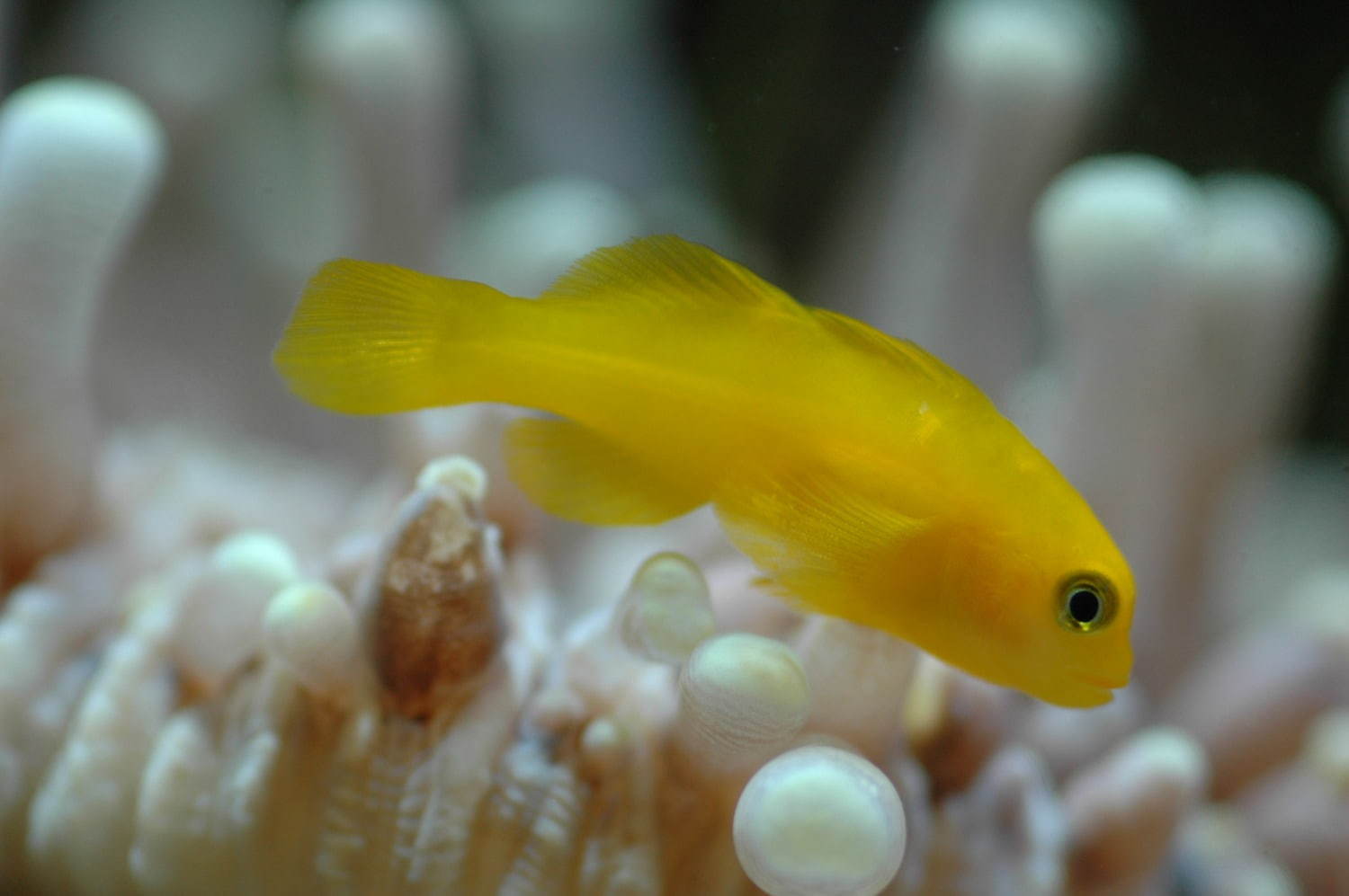 サンシャイン水族館「イキモノアート展」いきもの×光×色のフォトジェニック空間、昆虫万華鏡など｜写真10