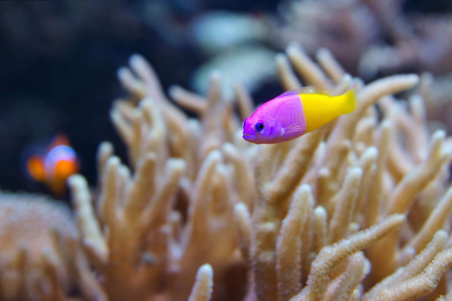 サンシャイン水族館「イキモノアート展」いきもの×光×色のフォトジェニック空間、昆虫万華鏡など｜写真7