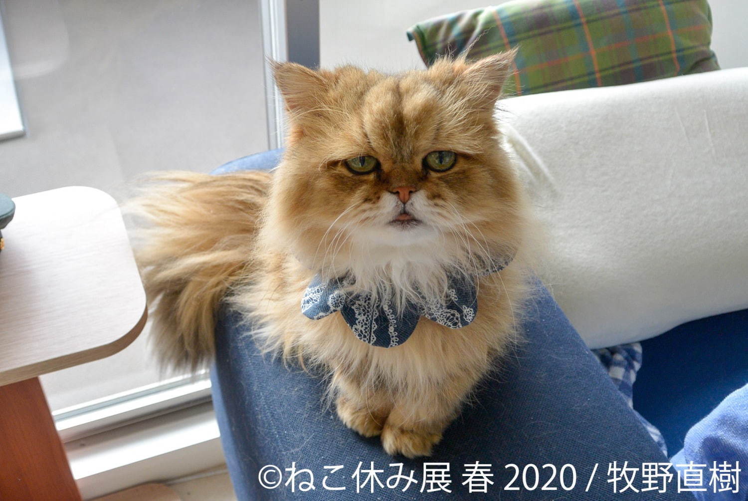 「ねこ休み展 春 2020」名古屋で、春＆イースターの新作写真展示や会場限定猫グッズなど｜写真20