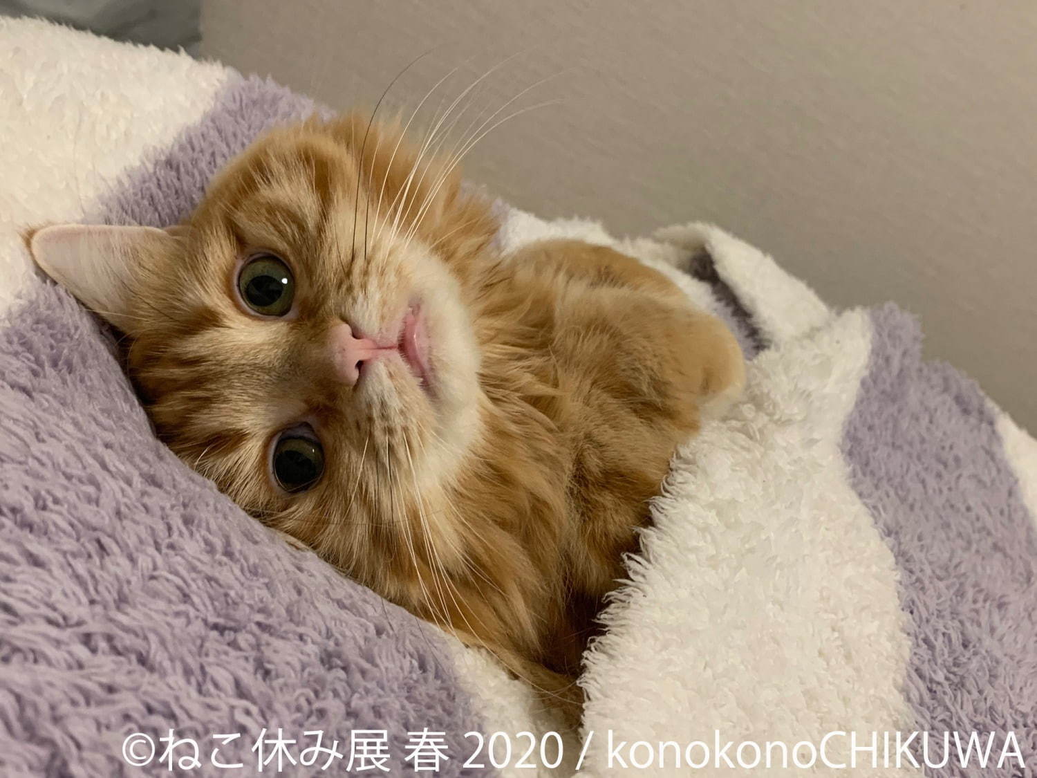 「ねこ休み展 春 2020」名古屋で、春＆イースターの新作写真展示や会場限定猫グッズなど｜写真4